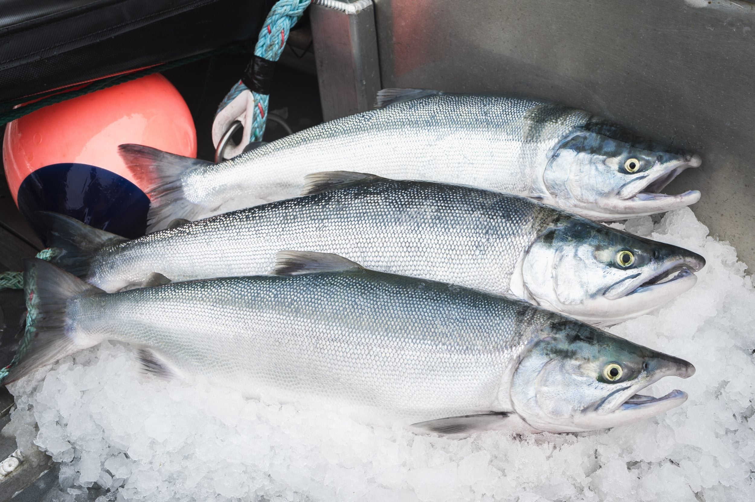 Wild Sockeye Salmon Case