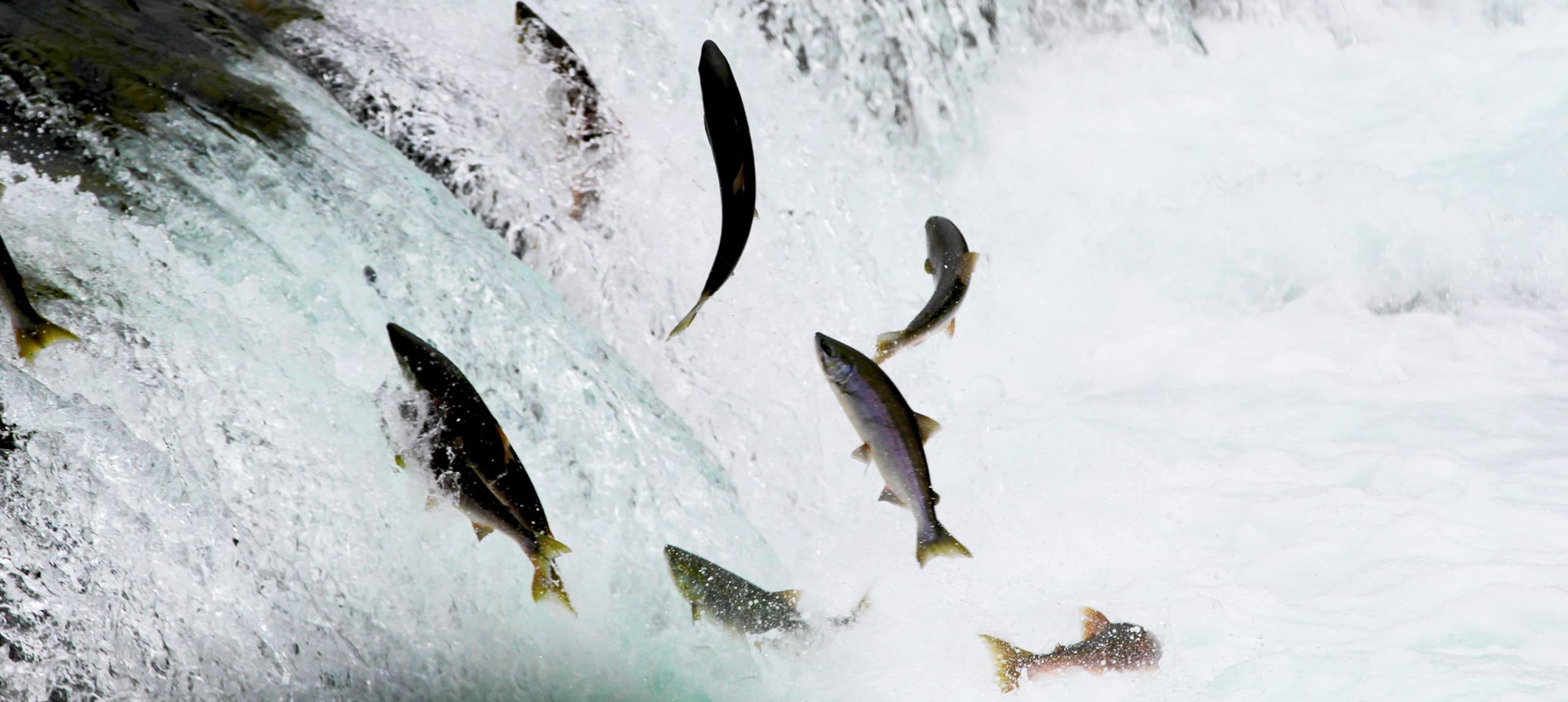 Salmon jumping up a waterfall in Bristol Bay, Alaska