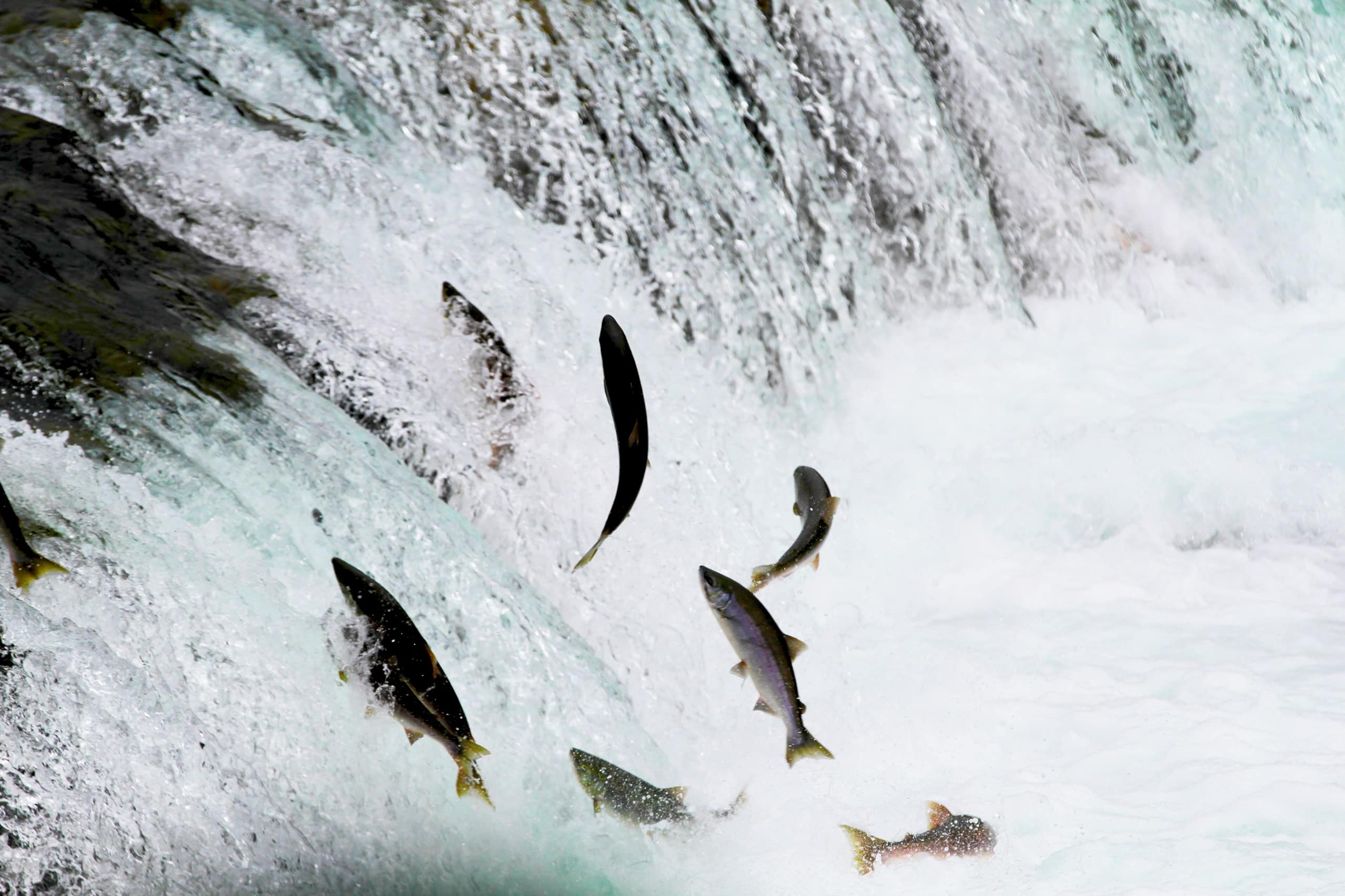 Salmon jumping up a waterfall in Bristol Bay, Alaska