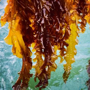 Noble Ocean Sugar Kelp